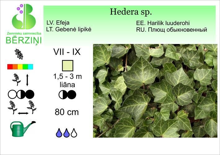 Hedera sp., Efeja