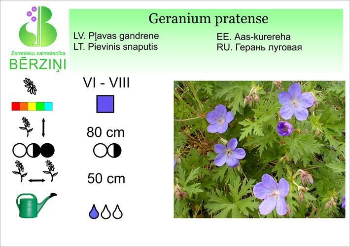 Geranium pratense, Gandrene