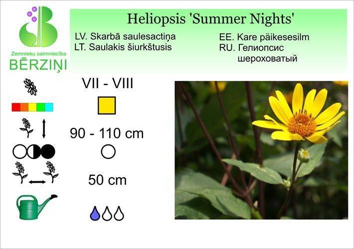 Heliopsis 'Summer Nights', Saulesactiņa