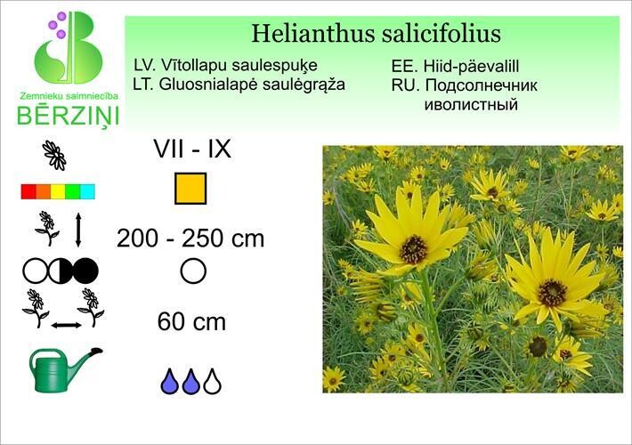 Helianthus salicifolius, Saulespuķe