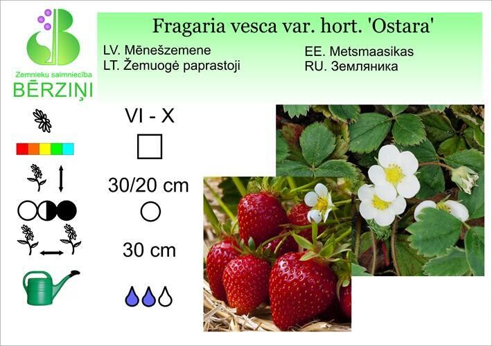 Fragaria vesca 'Ostara', Zemene