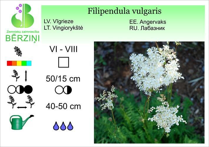 Filipendula vulgaris, Vīgrieze