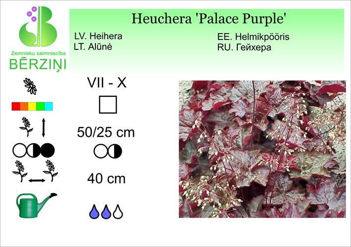 Heuchera 'Palace Purple', Heihēra