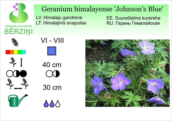 Geranium himalayense 'Johnson's Blue', Gandrene