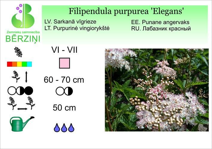 Filipendula purpurea 'Elegans', Vīgrieze