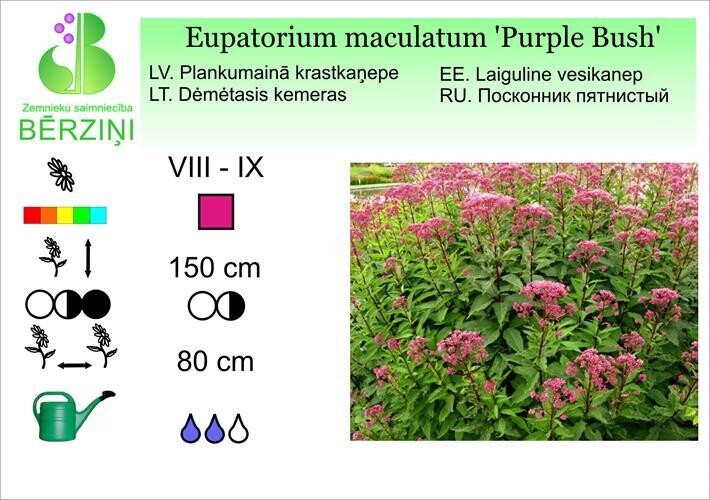 Eupatorium maculatum 'Purple Bush', Krastkaņepe