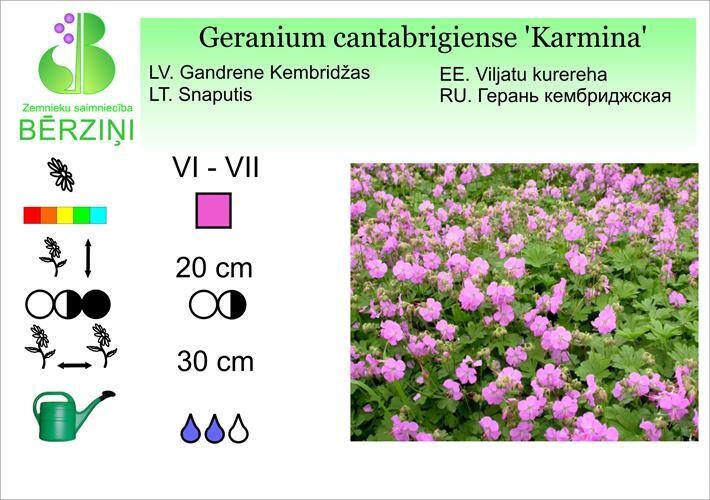 Geranium cantabrigiense 'Karmina', Gandrene