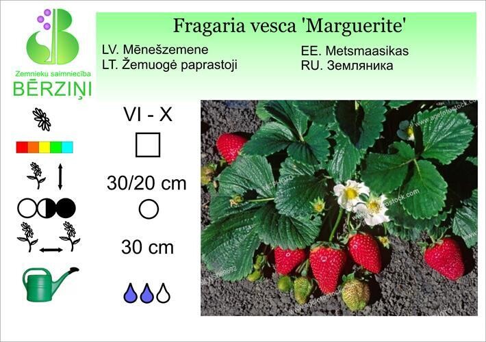 Fragaria vesca 'Marguerite' ('Marquette'), Zemene