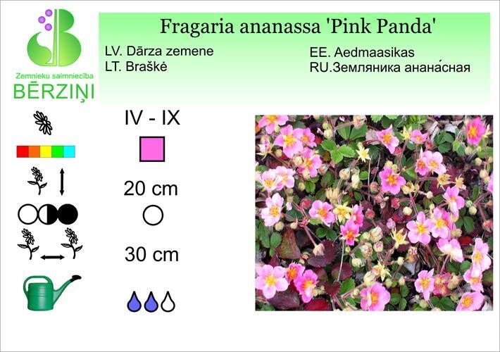 Fragaria ananassa ' Pink Panda', Zemene