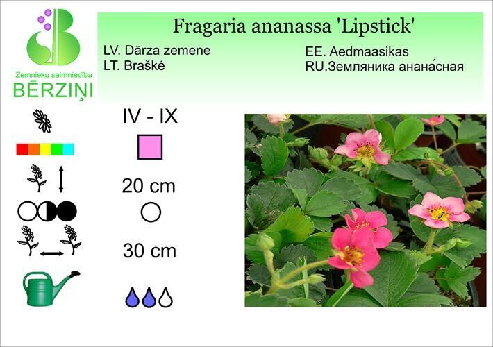 Fragaria ananassa 'Lipstick', Zemene