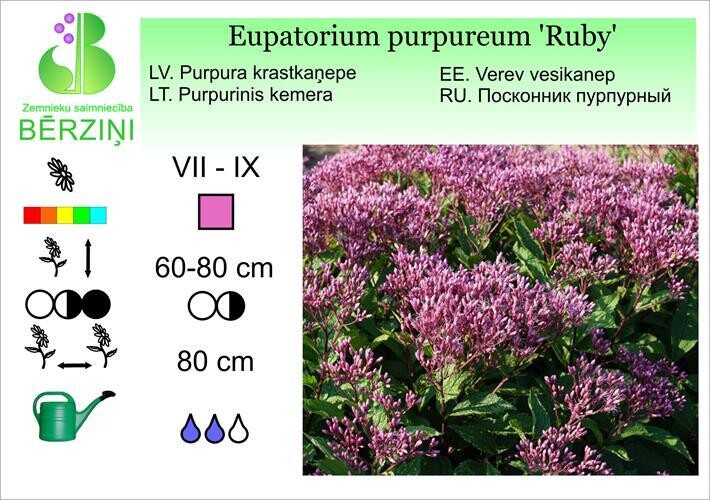 Eupatorium purpureum 'Ruby', Krastkaņepe