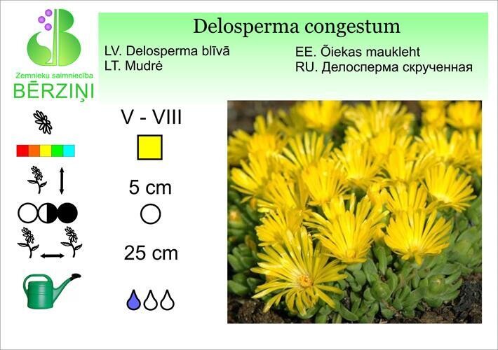 Delosperma congestum, Delosperma