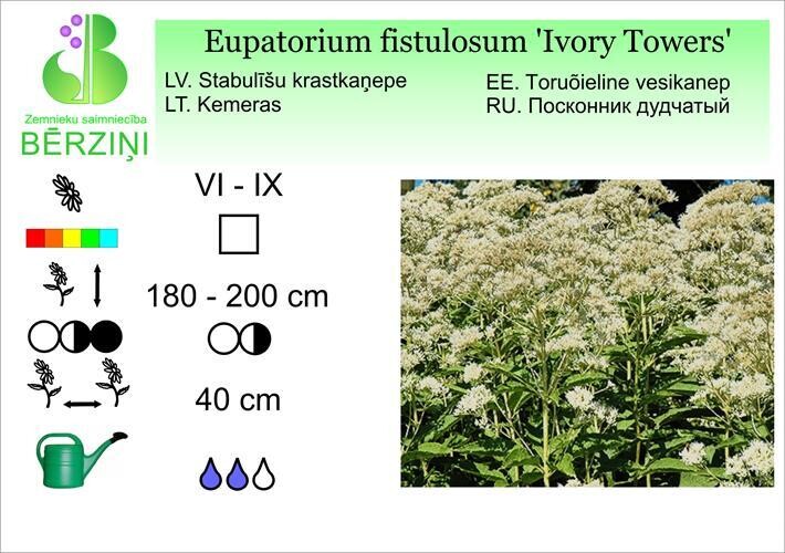 Eupatorium fistulosum 'Ivory Towers', Krastkaņepe