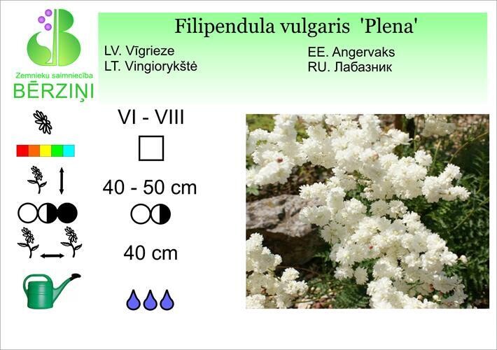 Filipendula vulgaris  'Plena', Vīgrieze