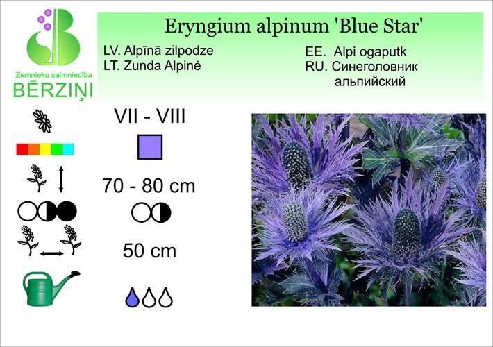 Eryngium alpinum Blue Star, Zilpodze