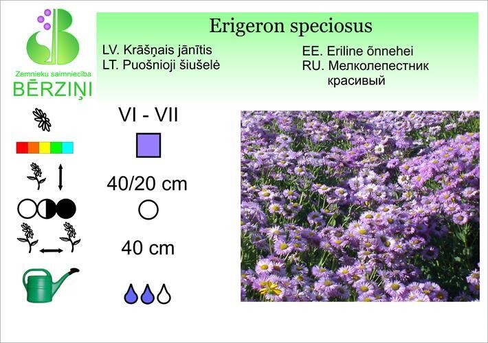 Erigeron speciosus, Jānītis