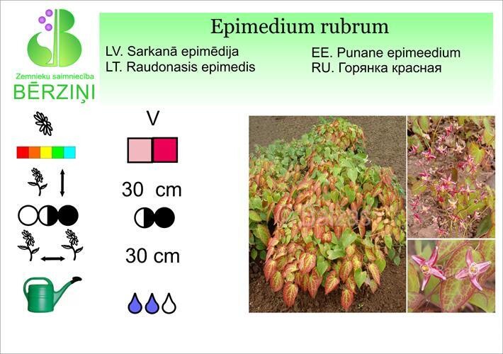 Epimedium rubrum, Epimēdija