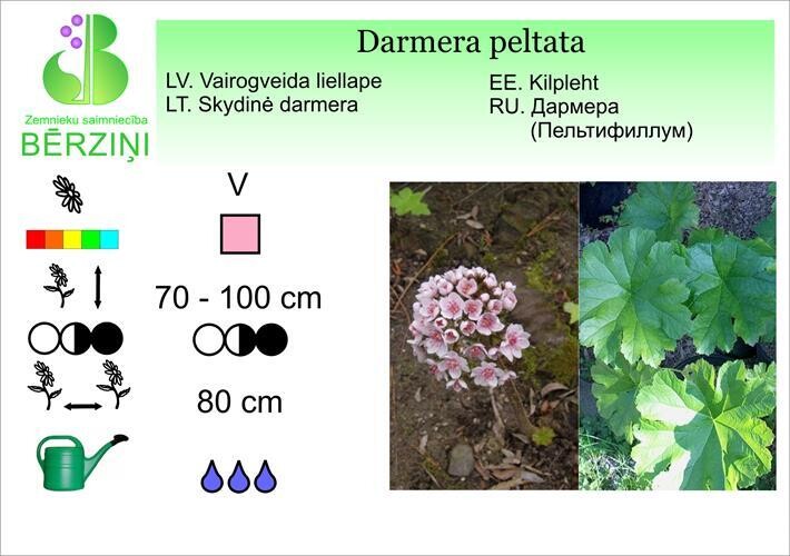 Darmera peltata, Liellape