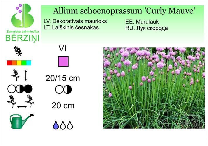 Allium schoenoprassum 'Curly Mauve', Dekoratīvais sīpols