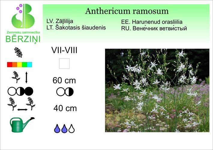 Anthericum ramosum, Zāļlilija