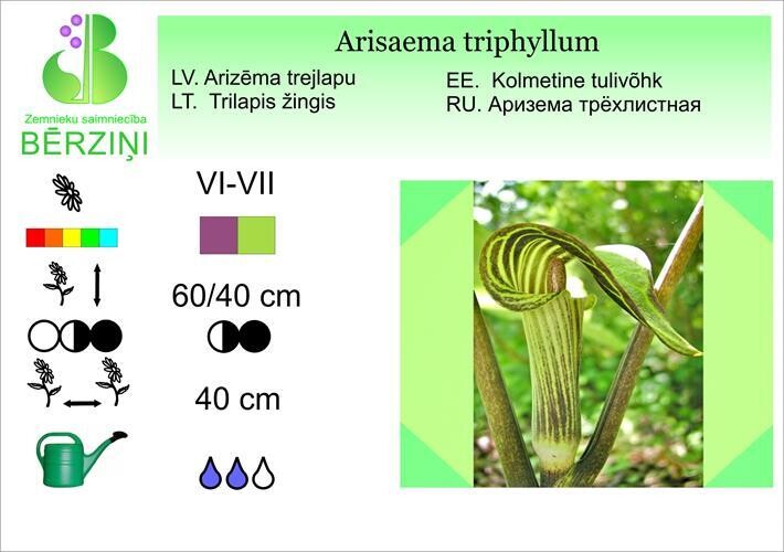 Arisaema triphyllum, Arizēma