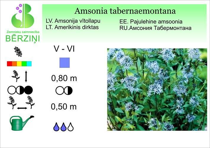 Amsonia tabernaemontana, Amsonija