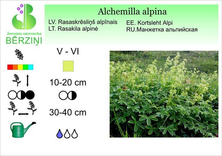 Alchemilla alpina, Rasaskrēsliņš