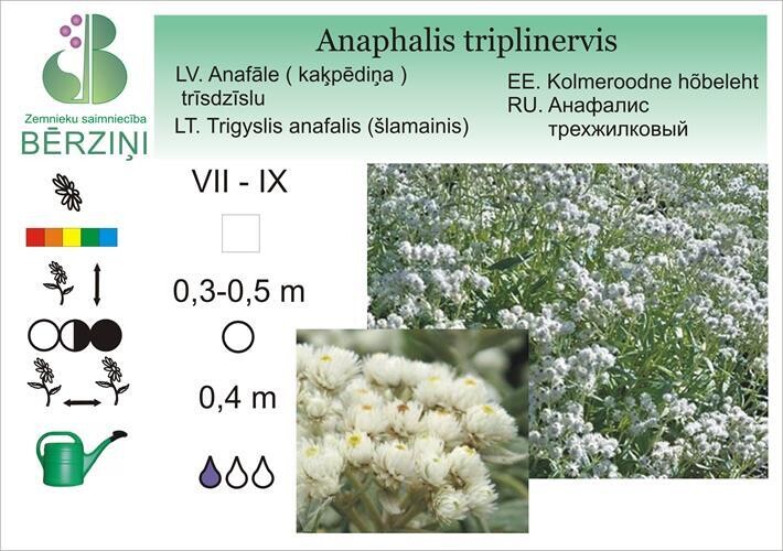 Anaphalis triplinervis, Kaķpēdiņa