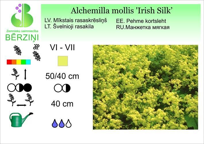 Alchemilla mollis 'Irish Silk', Rasaskrēsliņš