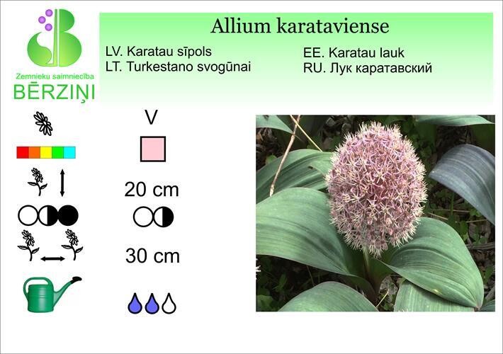 Allium karataviense, Karatau sīpols