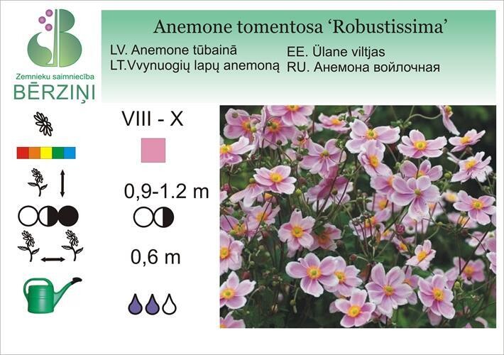 Anemone tomentosa 'Robustissima', Anemone
