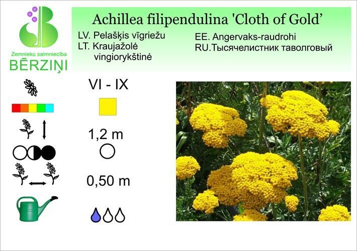 Achillea filipendulina 'Cloth of Gold',Pelašķis vīgriežu