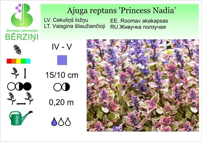 Ajuga reptans 'Princess Nadia', Cekuliņš