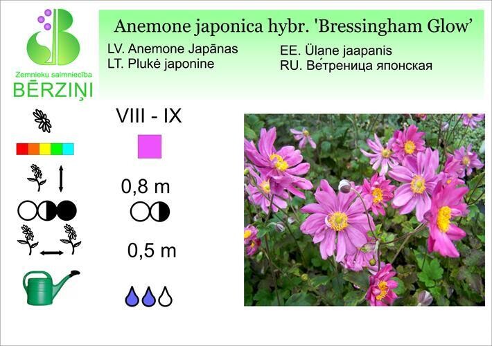 Anemone japonica 'Bressingham Glow', Anemone