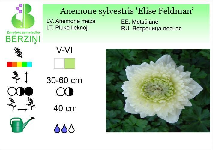Anemone sylvestris 'Elise Feldman', Anemone