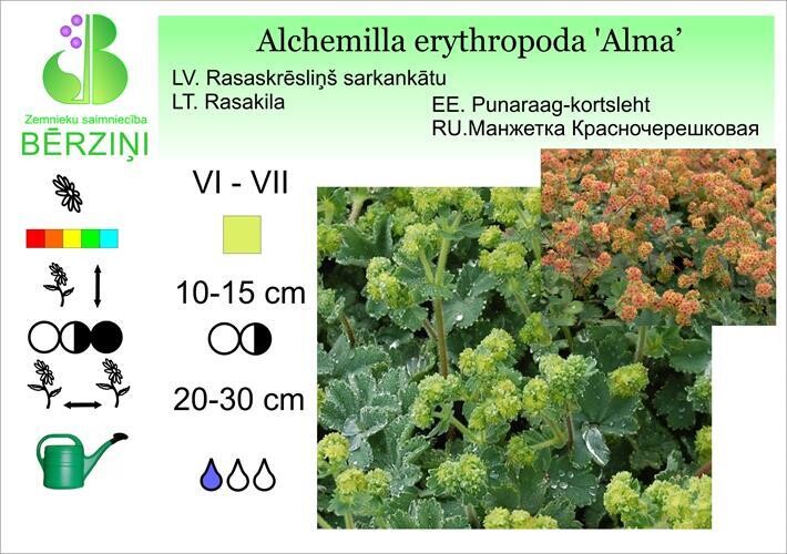 Alchemilla erythropoda 'Alma', Rasaskrēsliņš