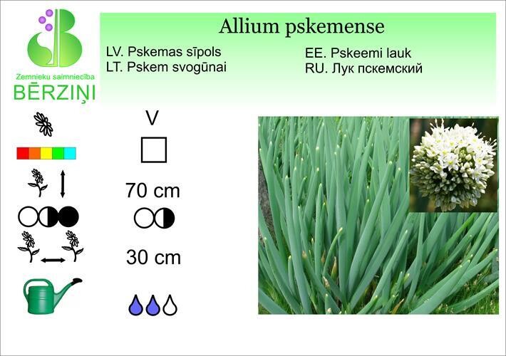 Allium pskemense, Pskemas sīpols
