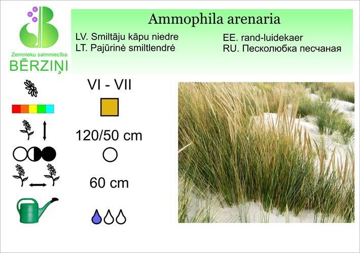 Ammophila arenaria, Kāpu niedre