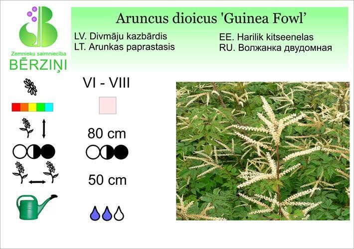 Aruncus dioicus 'Guinea Fowl', Kazbārdis