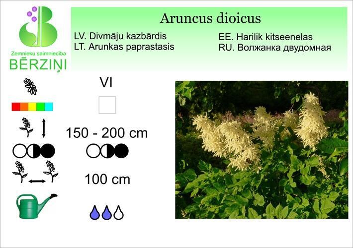 Aruncus dioicus, Kazbārdis