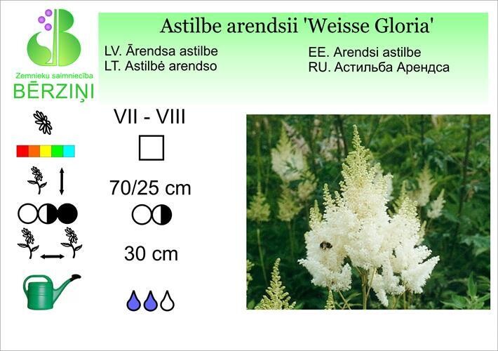 Astilbe arendsii 'Weisse Gloria', Astilbe