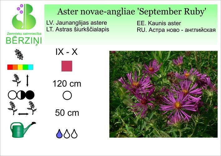 Aster nova-angliae 'September Ruby', Astere