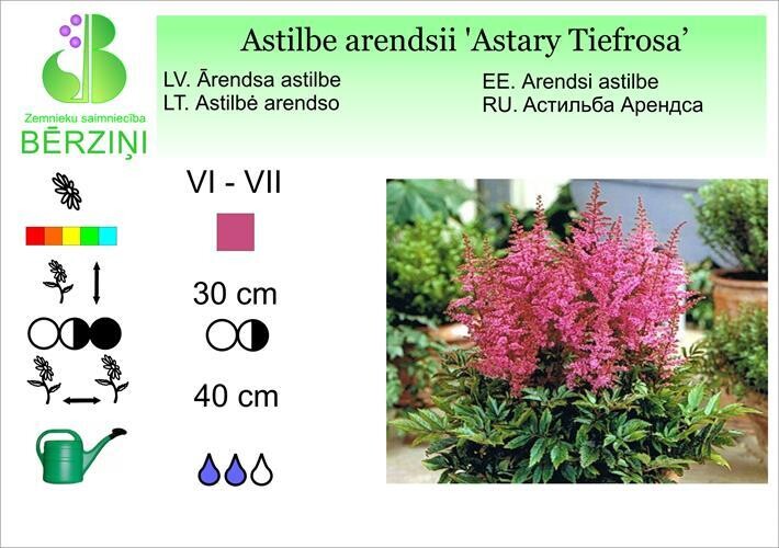 Astilbe arendsii 'Astari Tiefrosa', Astilbe