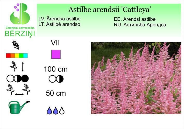 Astilbe arendsii 'Cattleya', Astilbe