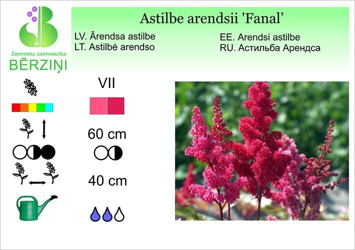 Astilbe arendsii 'Fanal', Astilbe