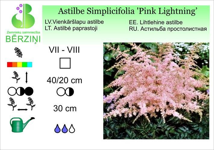 Astilbe Simplicifolia 'Pink Lightning', Astilbe