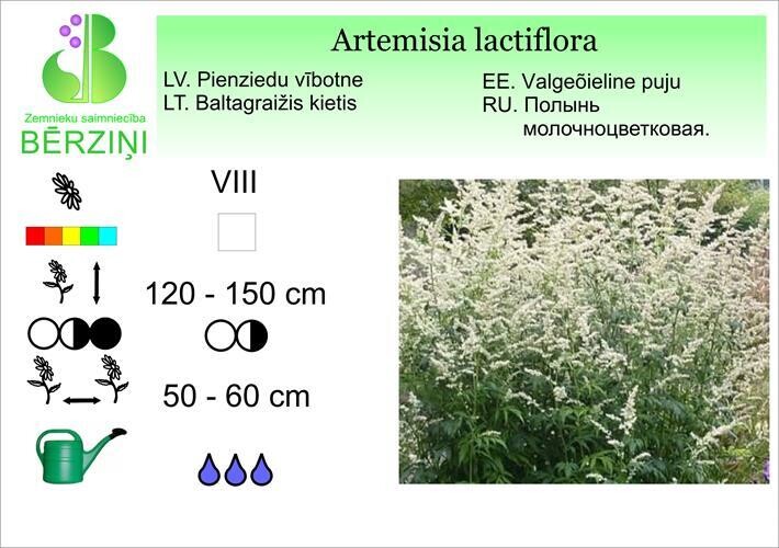 Artemisia lactiflora, Vībotne