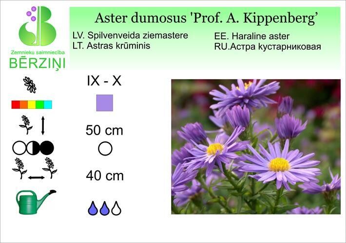 Aster dumosus 'Professor A. Kippenberg', Ziemastere
