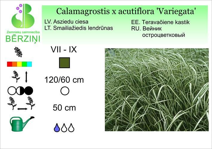Calamagrostis x acutiflora 'Variegata', Ciesa