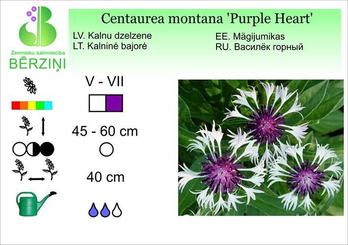 Centaurea montana 'Purple Heart', Dzelzene